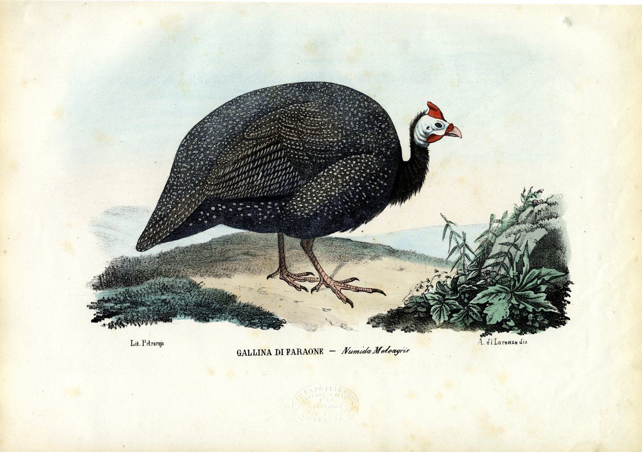Hjälmförsedd pärlhågel, 1863-79 av Raimundo Petraroja