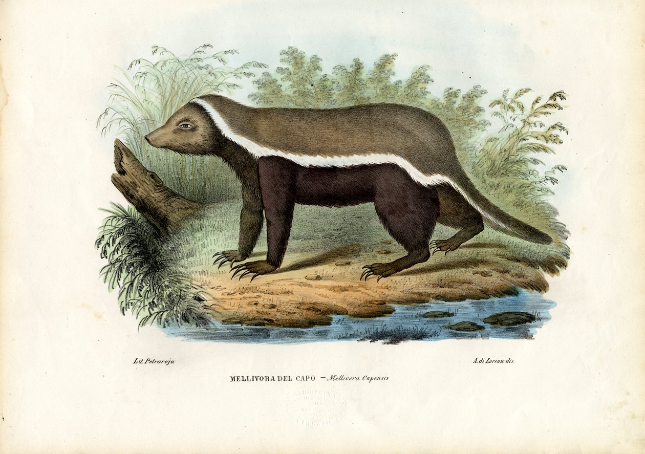 Honungsgrävling, 1863-79 av Raimundo Petraroja
