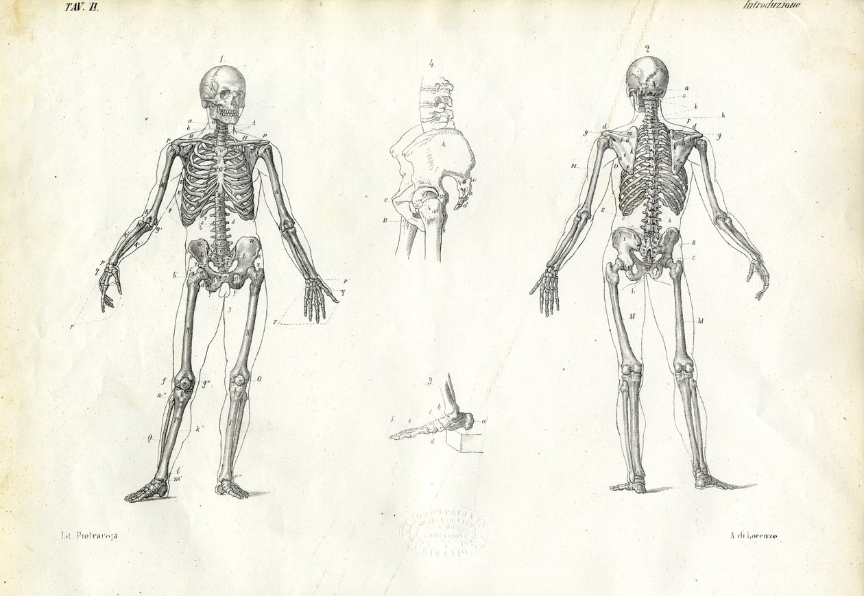 Människan, 1863-79 av Raimundo Petraroja