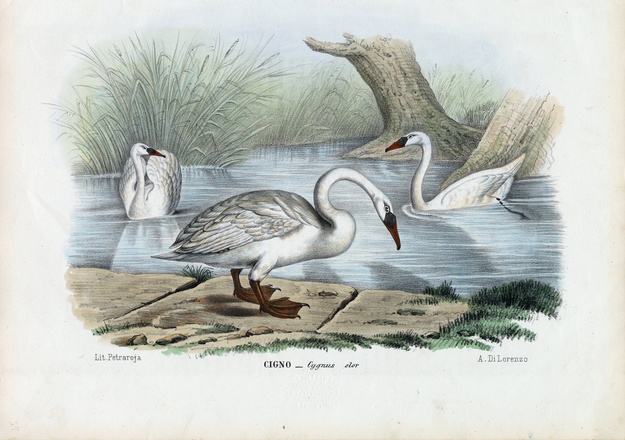 Stumsvan, 1863-79 av Raimundo Petraroja