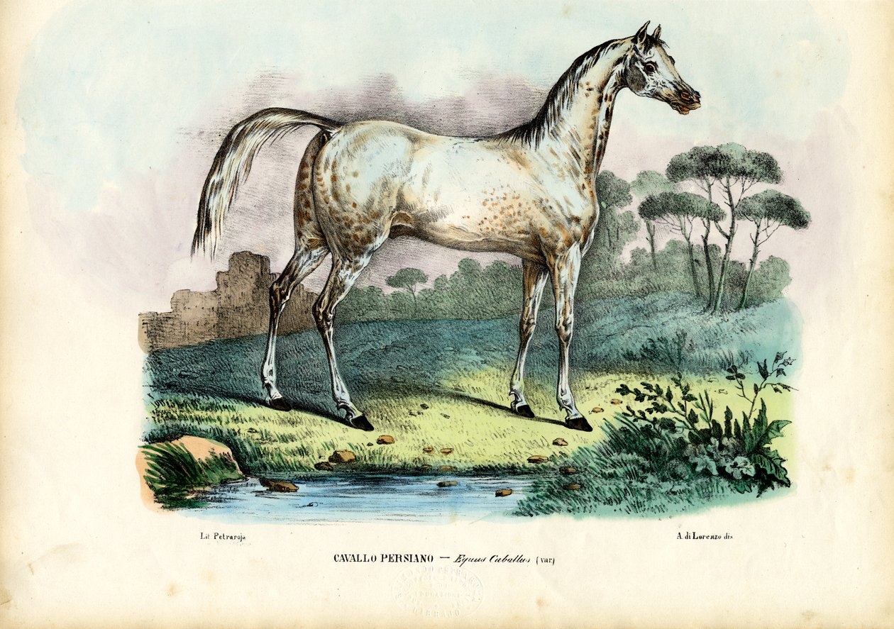 Persisk häst, 1863-79 av Raimundo Petraroja