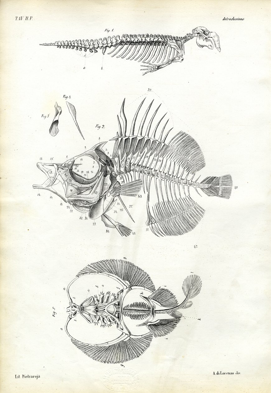 Sigill, 1863-79 av Raimundo Petraroja