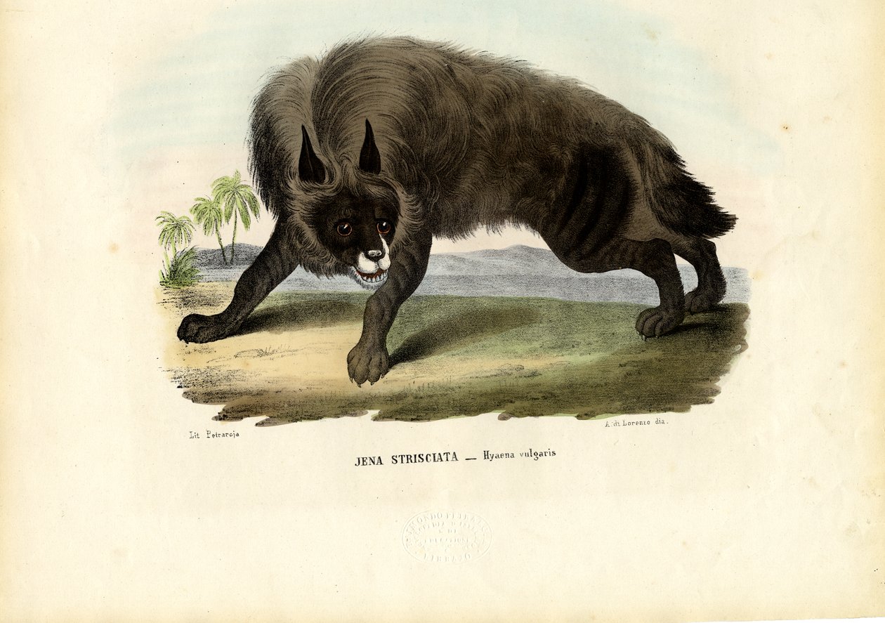 Randig hyena, 1863-79 av Raimundo Petraroja