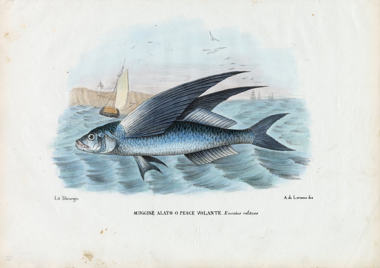 Tropisk tvåvingad flygfisk, 1863-79 av Raimundo Petraroja