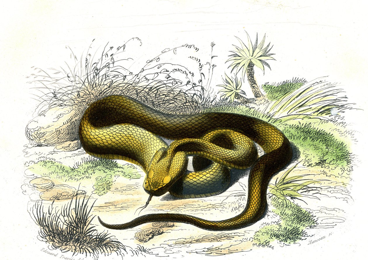 Vipere spjutspets (Cophias Lanceolatus) - Tallrik från Natural History av Bernard Germain de Lacepede (1856-1925), upplaga P.Furme, Paris av Raimundo Petraroja