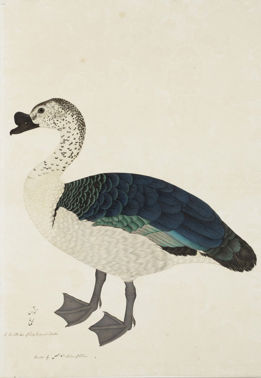 En kammarröding (Sarkidiornis melanota), ca 1780 (ogenomskinlig wc på papper) av Ram Das