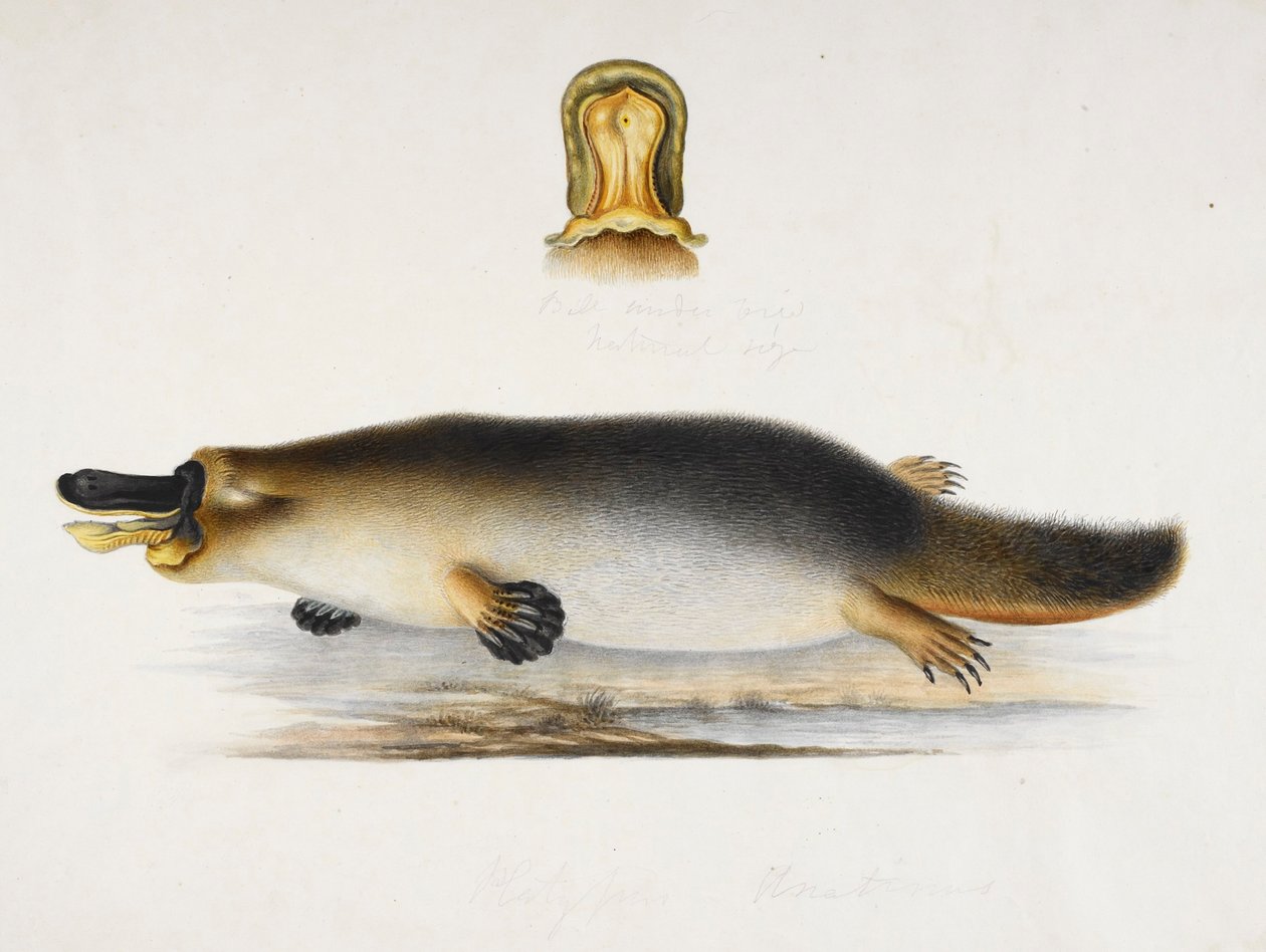 Ett anknäbb vid en pool, med en detalj av dess näbb, c.1820 av Ram Sita