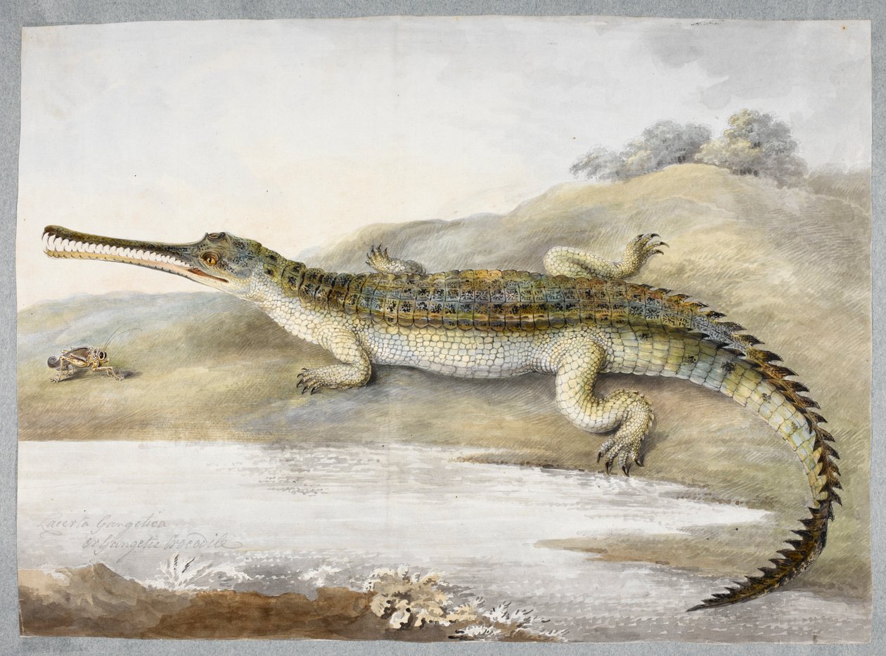 En gherial eller gangetisk krokodil ansikte mot ansikte med gräshoppa, ca 1820 (akvarell på papper) av Ram Sita