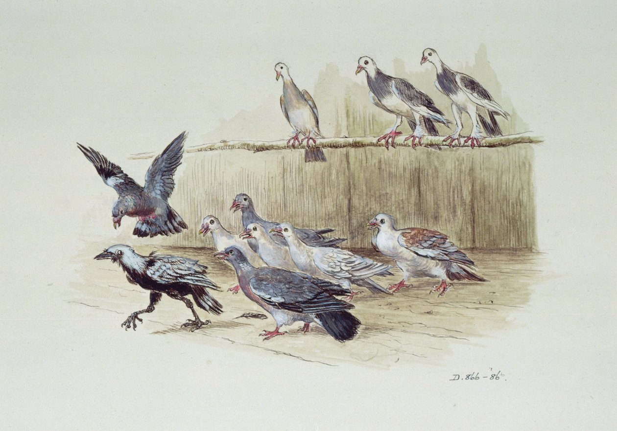Jackdaw och duvor av Randolph Caldecott