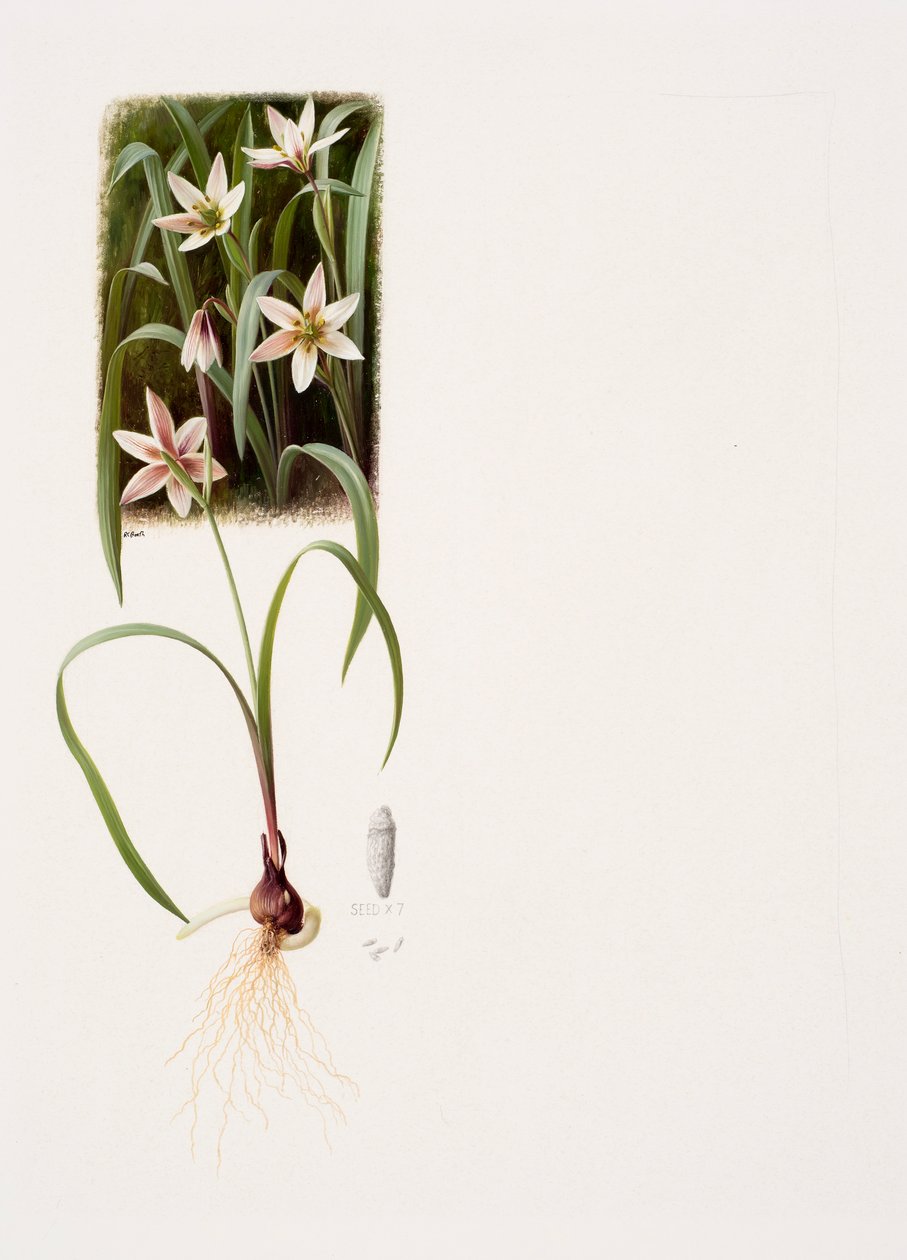 Amana edulis (olja på papper) av Raymond Booth