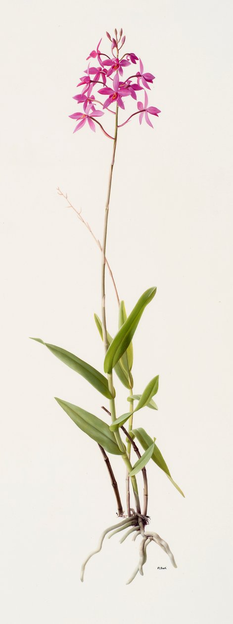 Barkeria skinneri (olja på papper) av Raymond Booth