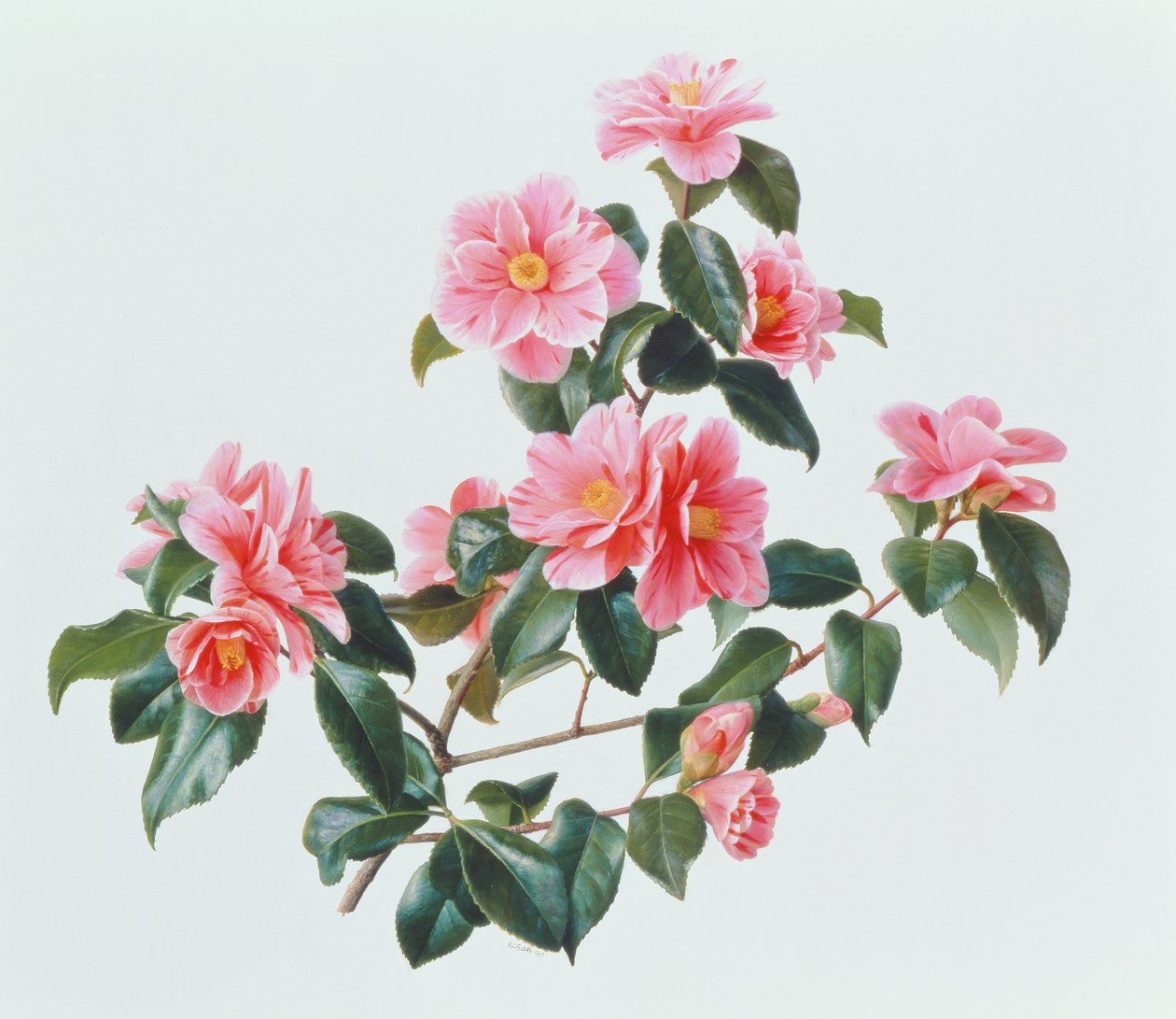 Kamelia Japonica Tricolor av Raymond Booth