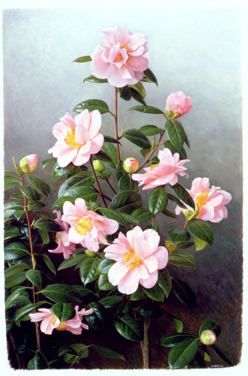 Camellia Japonica Sort av Raymond Booth