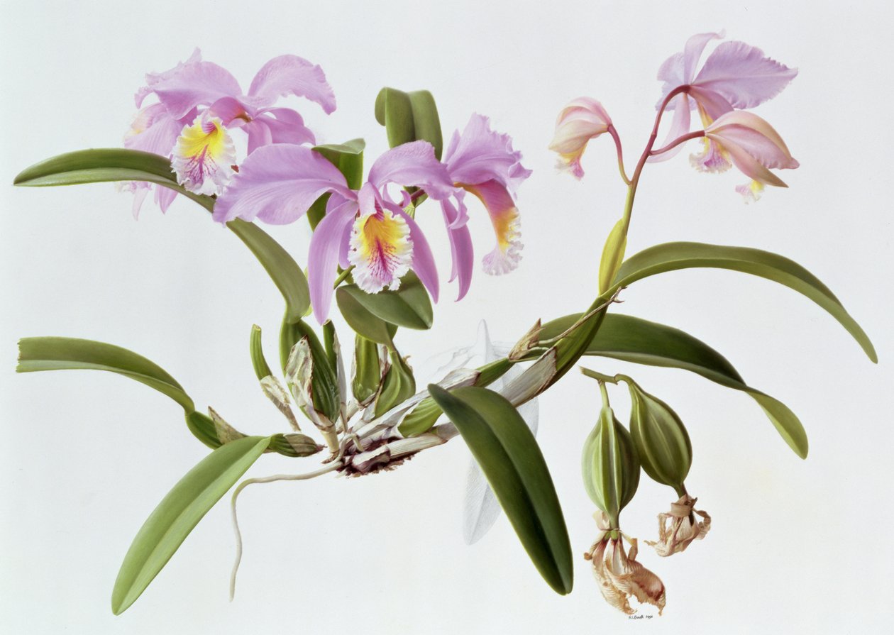 Cattleya Mossiae av Raymond Booth