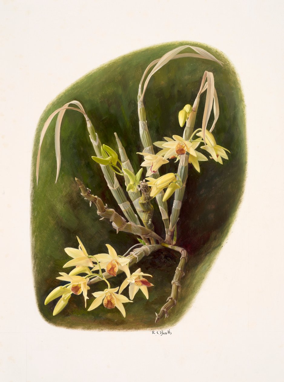 Dendrolium aureum (olja på papper) av Raymond Booth