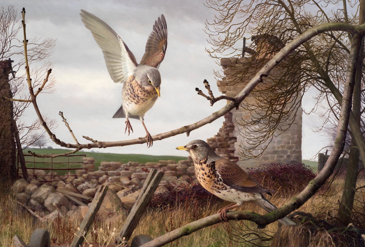 Åkerfåglar vid Eccup, West Yorkshire av Raymond Booth