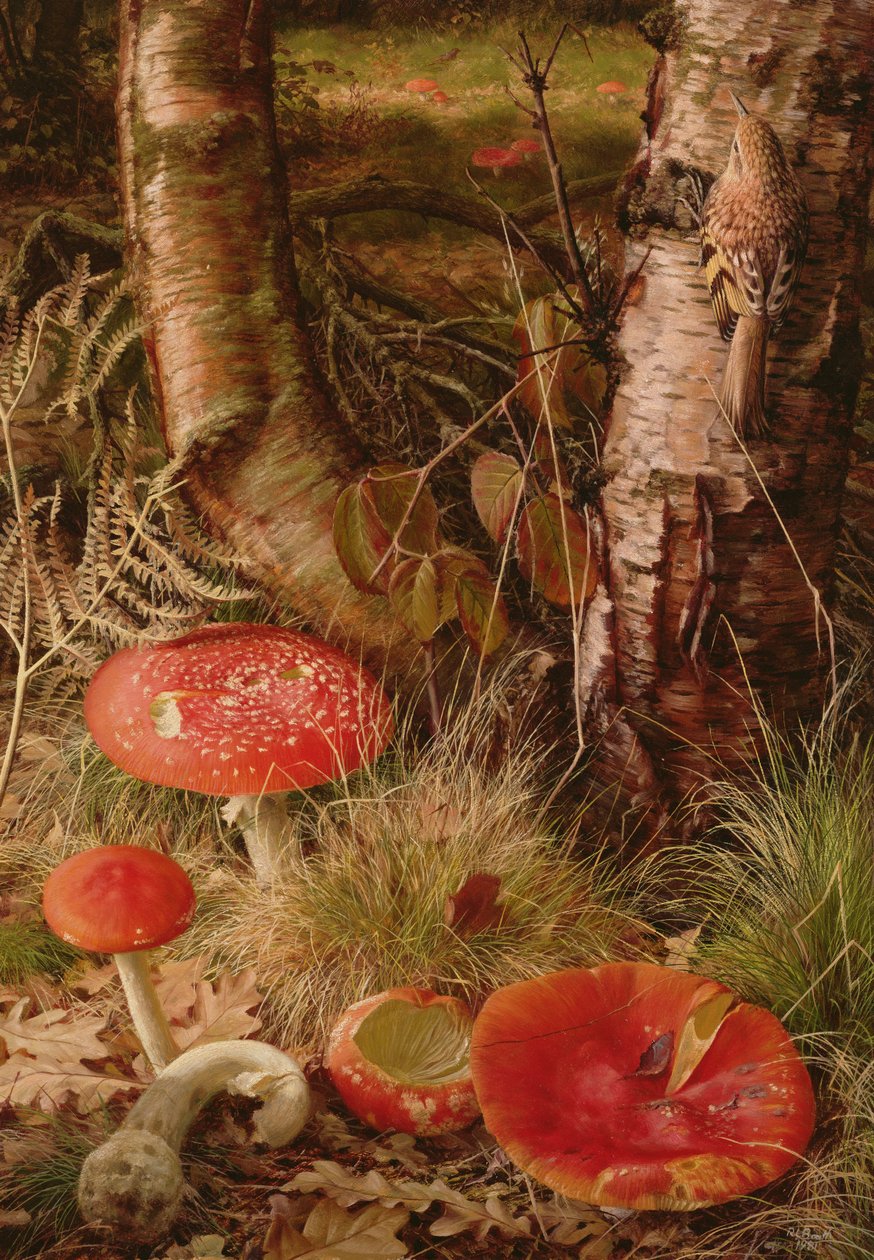 Flugsvampar av Raymond Booth
