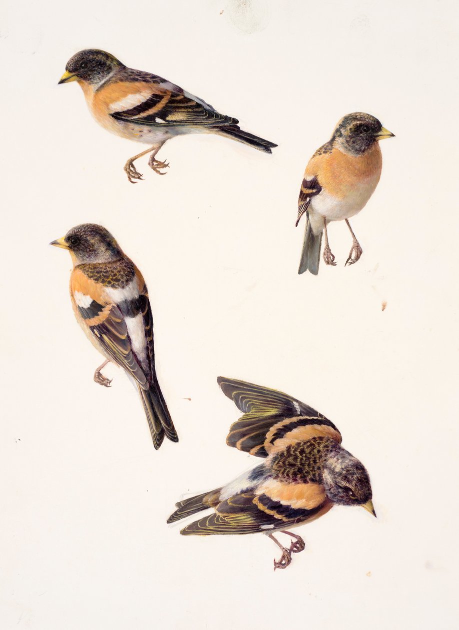 Fyra studier av en brambling (olja på papper) av Raymond Booth