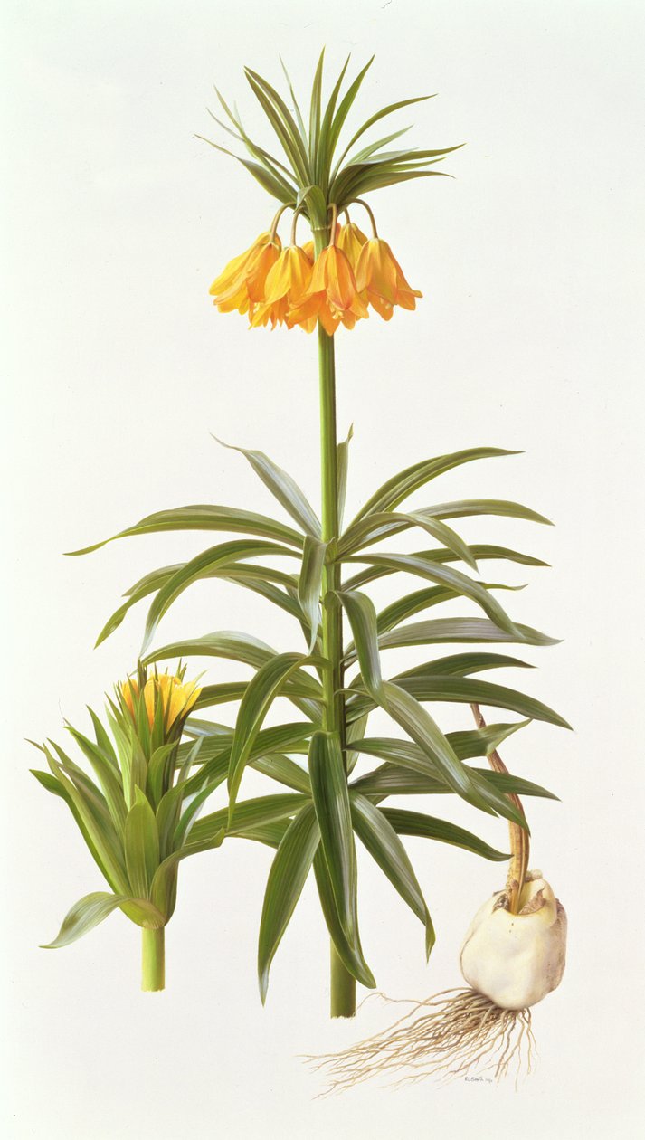 Fritillaria Eduardii av Raymond Booth