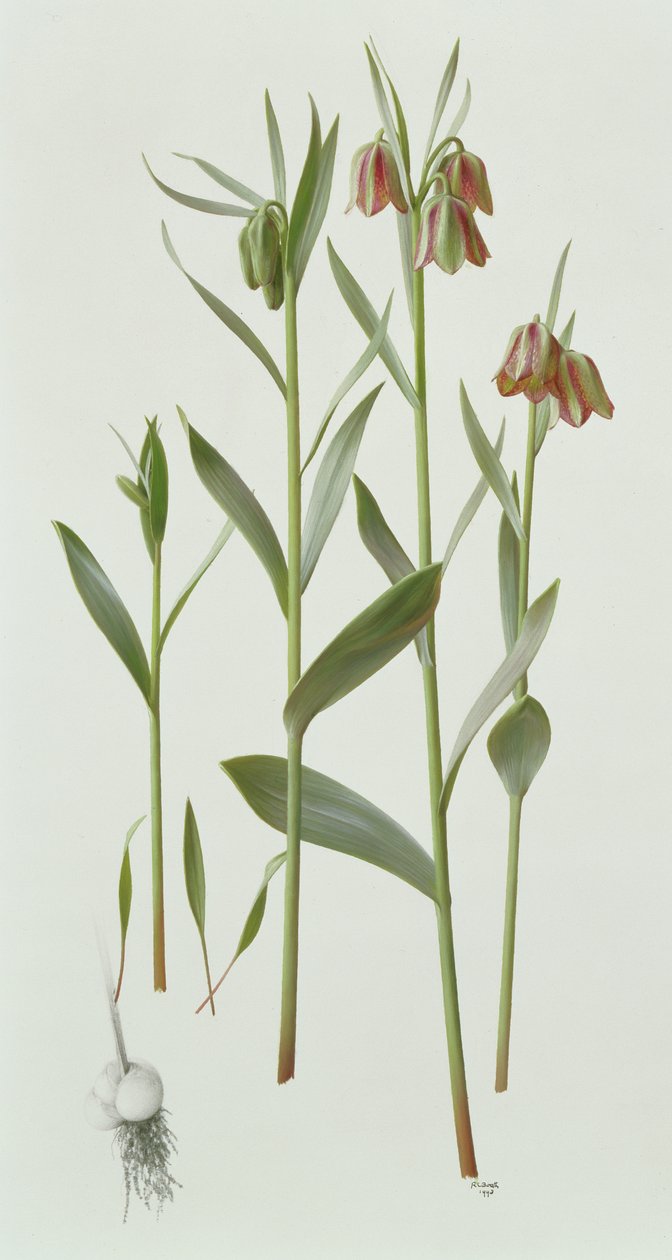 Fritillaria Hermonis Amana av Raymond Booth