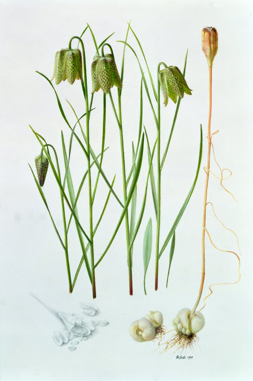 Fritillaria whittallii av Raymond Booth