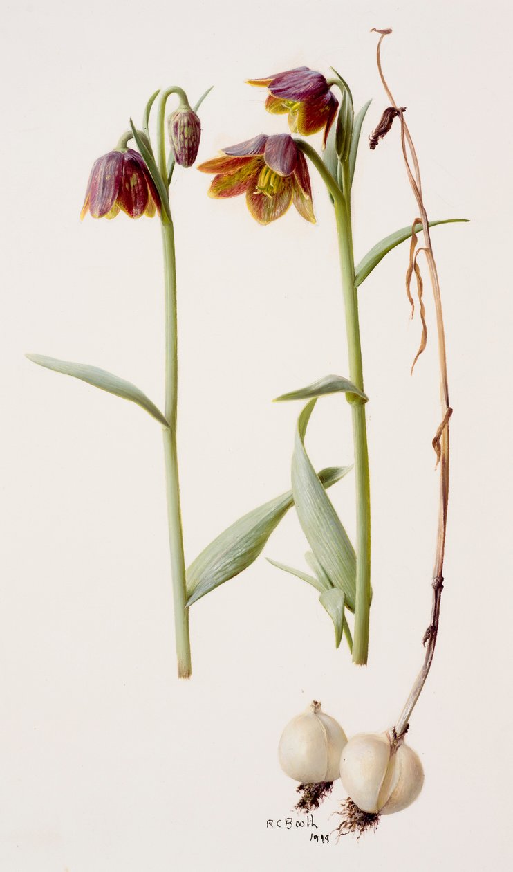 Fritillaria daviesii av Raymond Booth