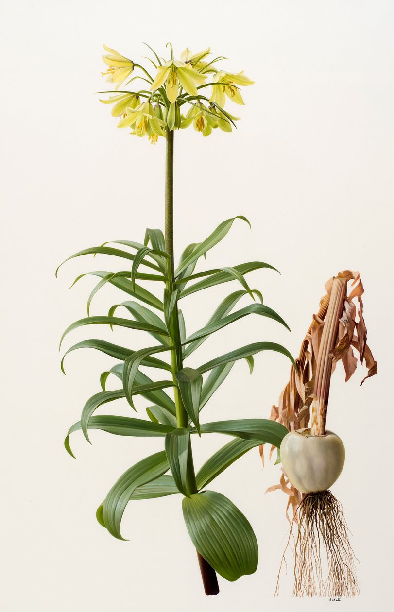 Fritillaria eduardii (olja på pannå) av Raymond Booth