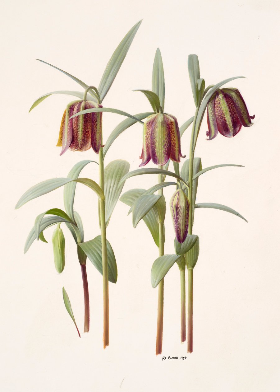 Fritillaria kotschyana av Raymond Booth