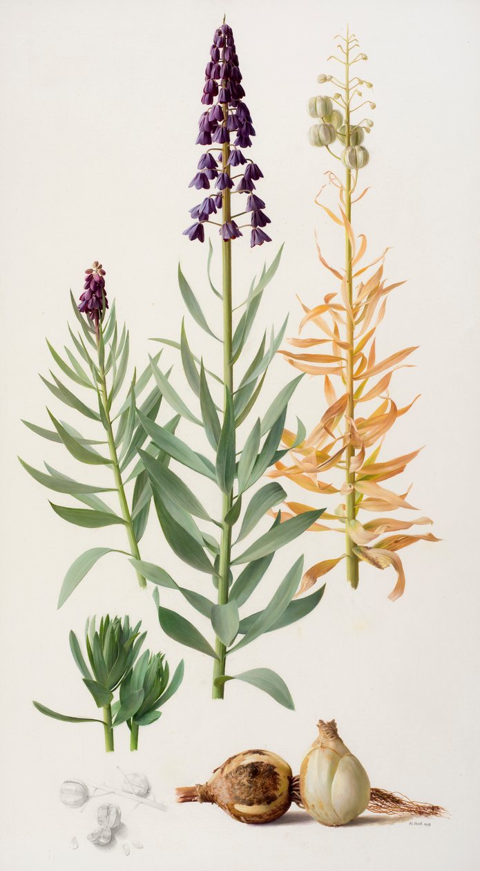 Fritillaria persica av Raymond Booth