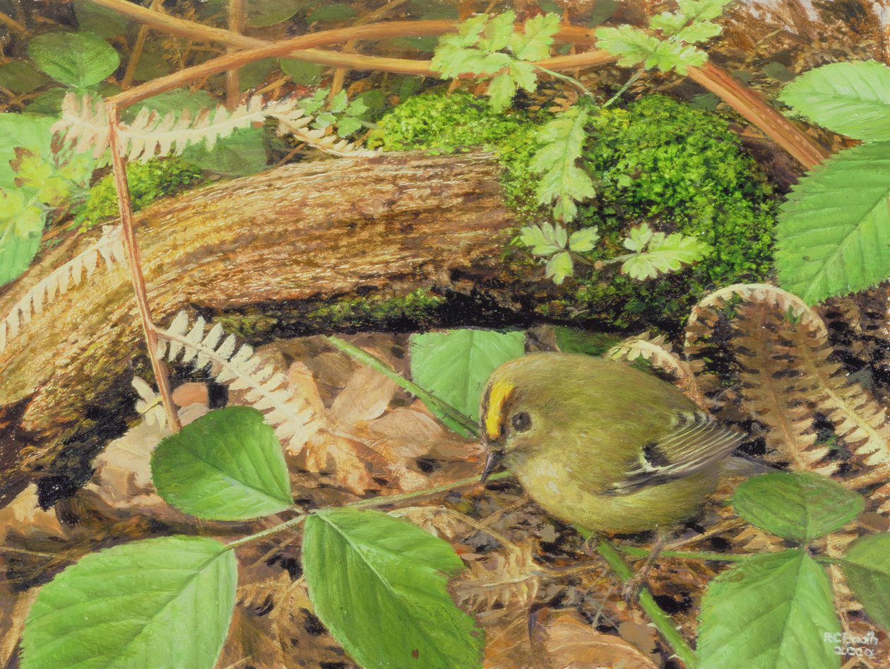 Gold Crest, 2000 (olja på pannå) av Raymond Booth