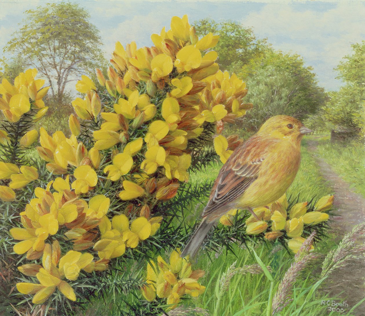 Gorse och Yellow Hammer, 2000 (olja på pannå) av Raymond Booth
