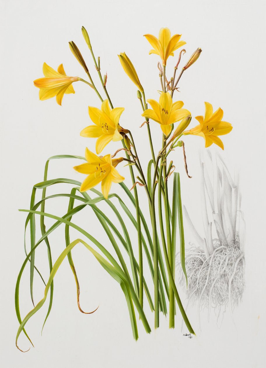 Hemerocallis dumortieri av Raymond Booth