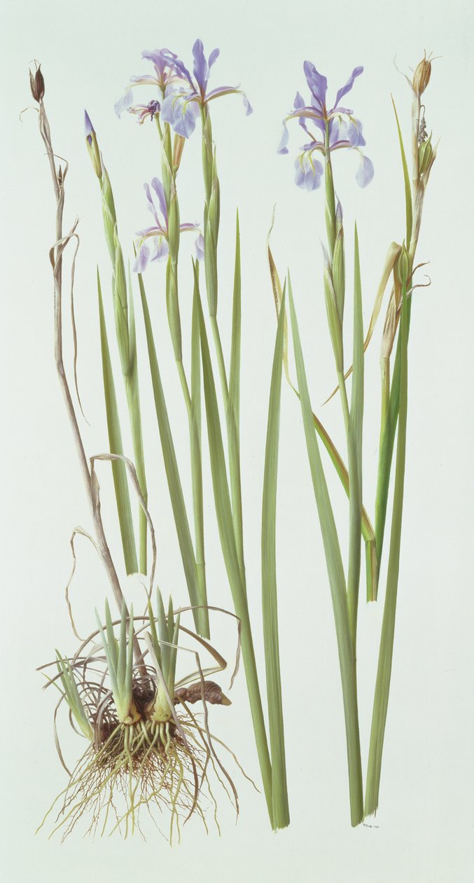 Iris Spuria av Raymond Booth