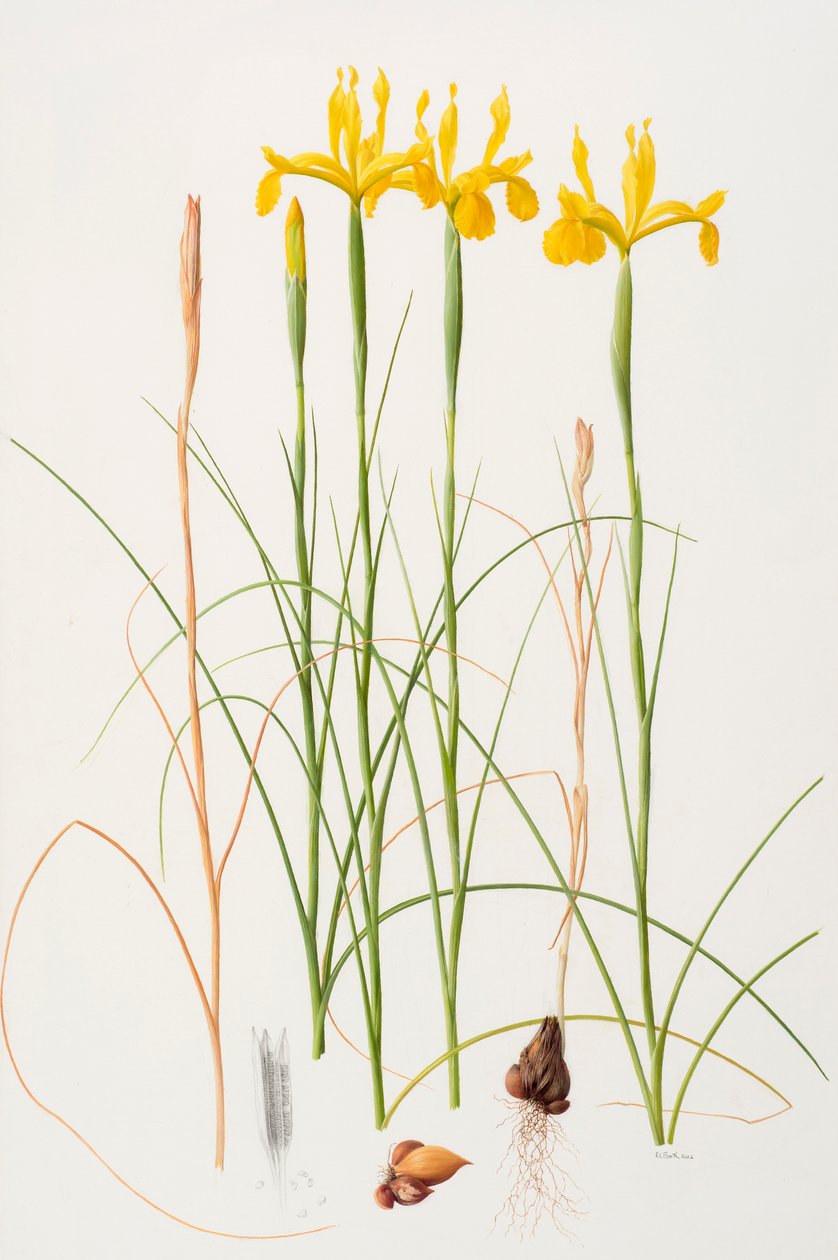 Iris spuria, 2002 (olja på papper) av Raymond Booth