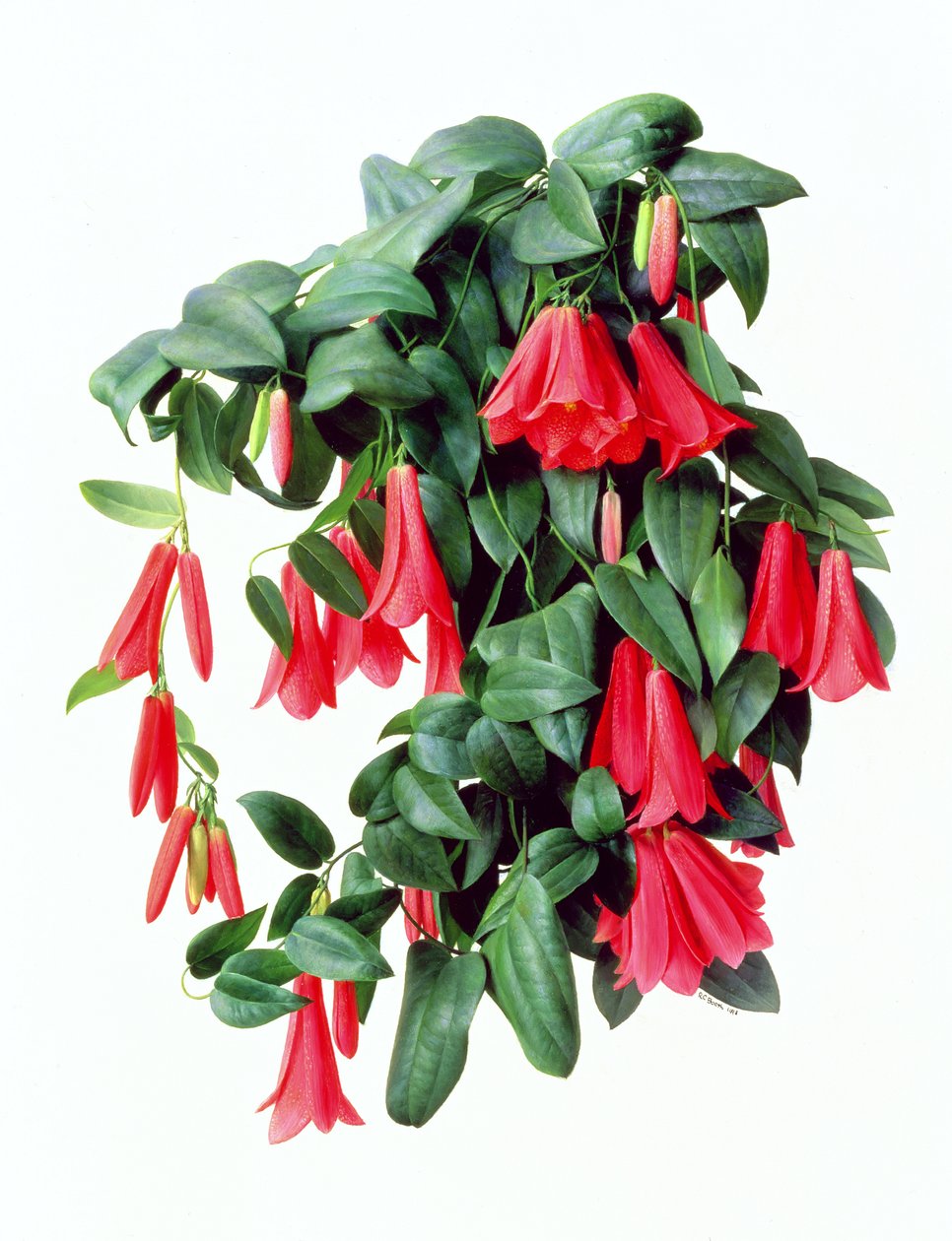 Lapegeria Rosea av Raymond Booth