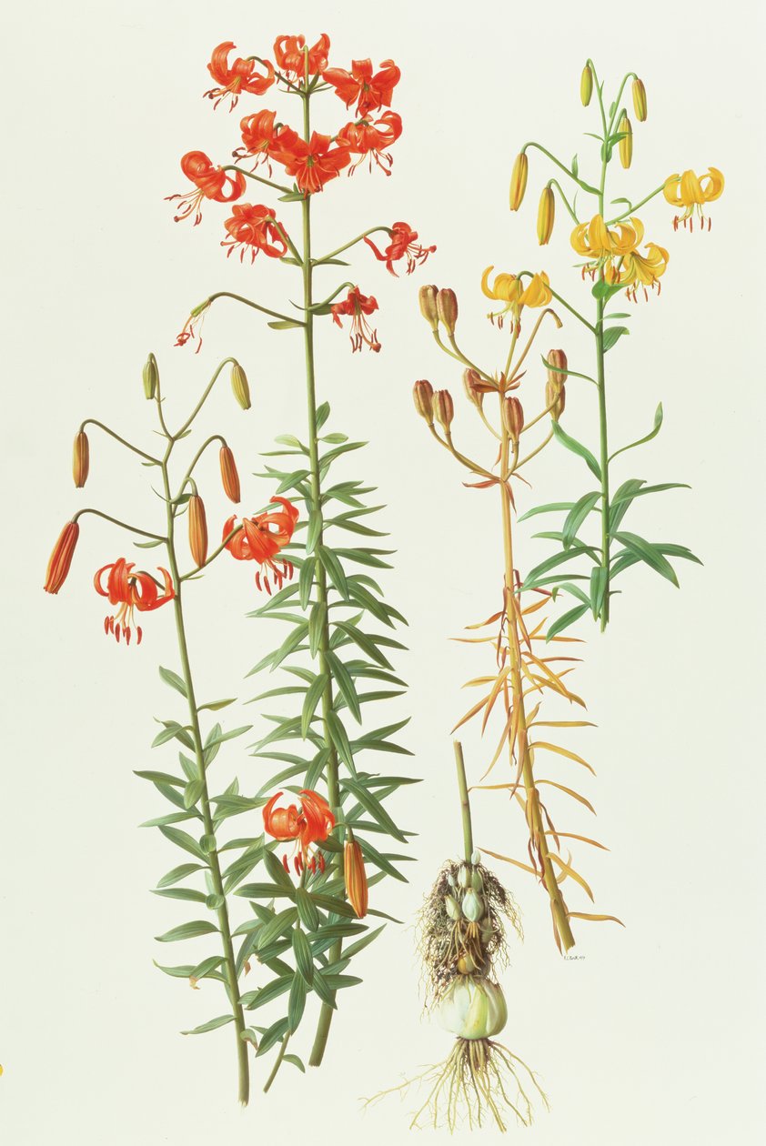 Lilium amabile av Raymond Booth