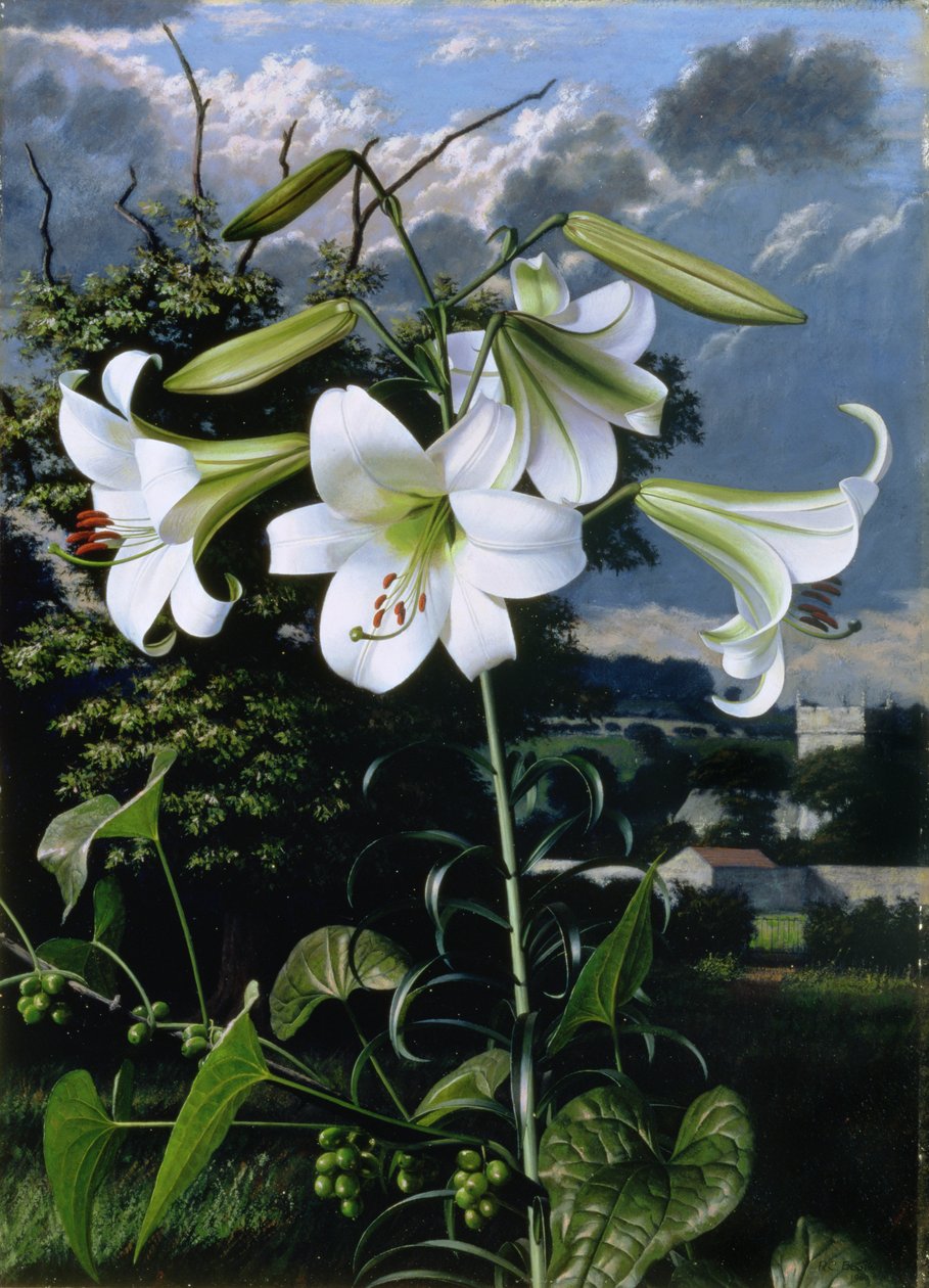 Lilium Emerald, ca 1959 (olja på pannå) av Raymond Booth