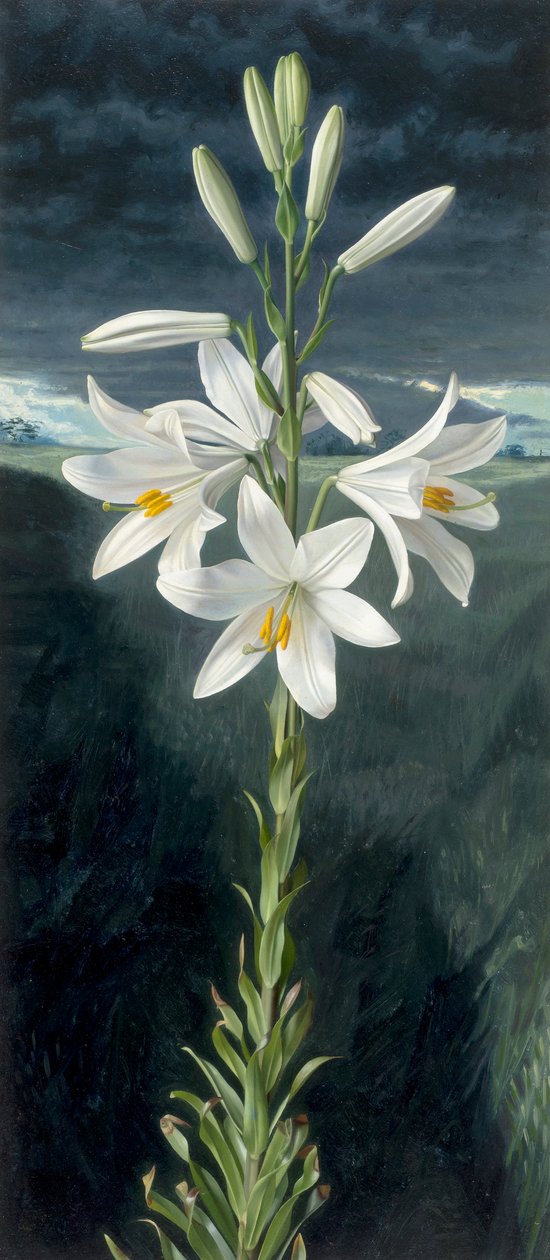 Madonnalilja (olja på pannå) av Raymond Booth
