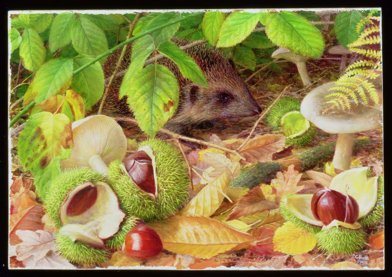 På Woodland Floor i oktober av Raymond Booth