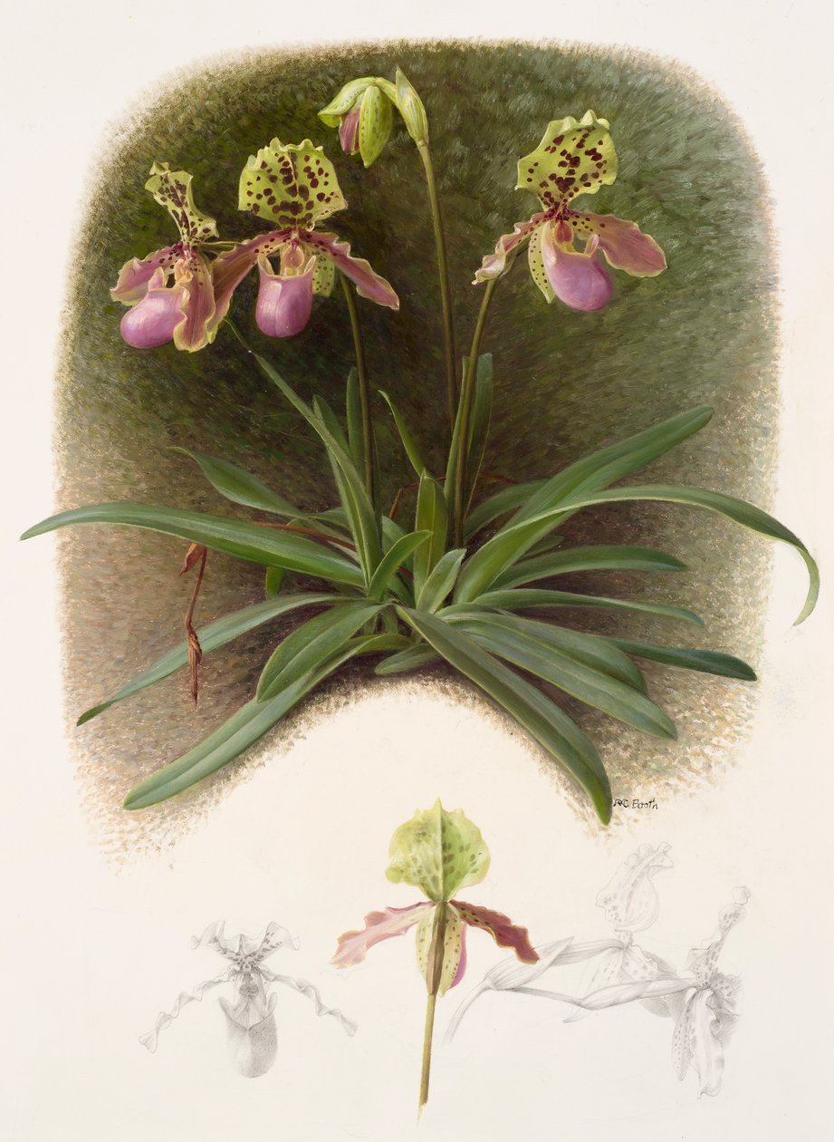 Paphiopedilium henryi (olja på papper) av Raymond Booth