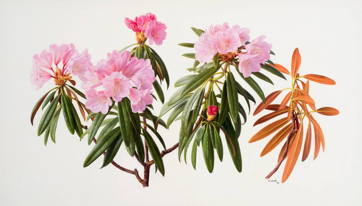 Rhododendron av Raymond Booth