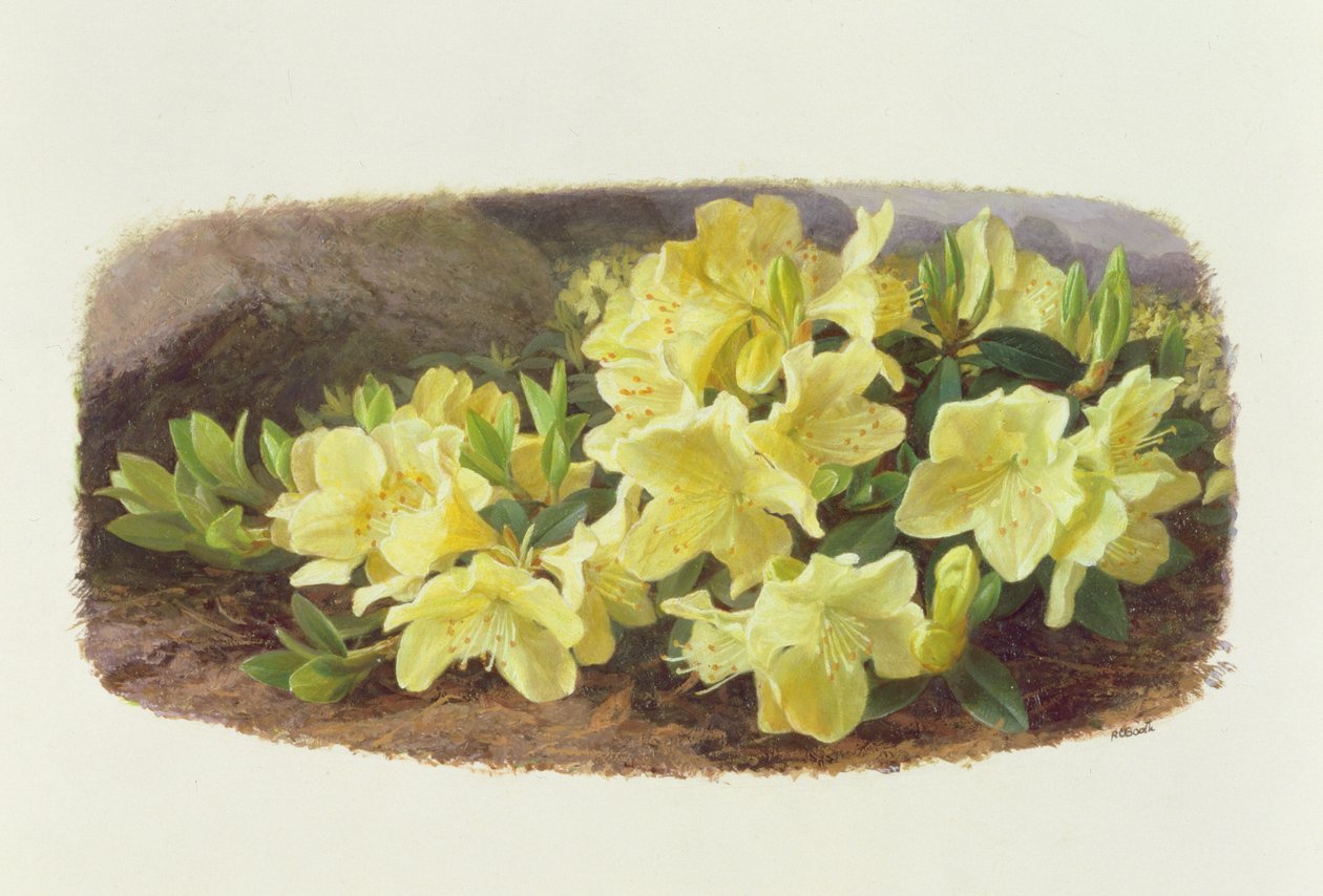 Rhododendron Keiski (olja på papper) av Raymond Booth