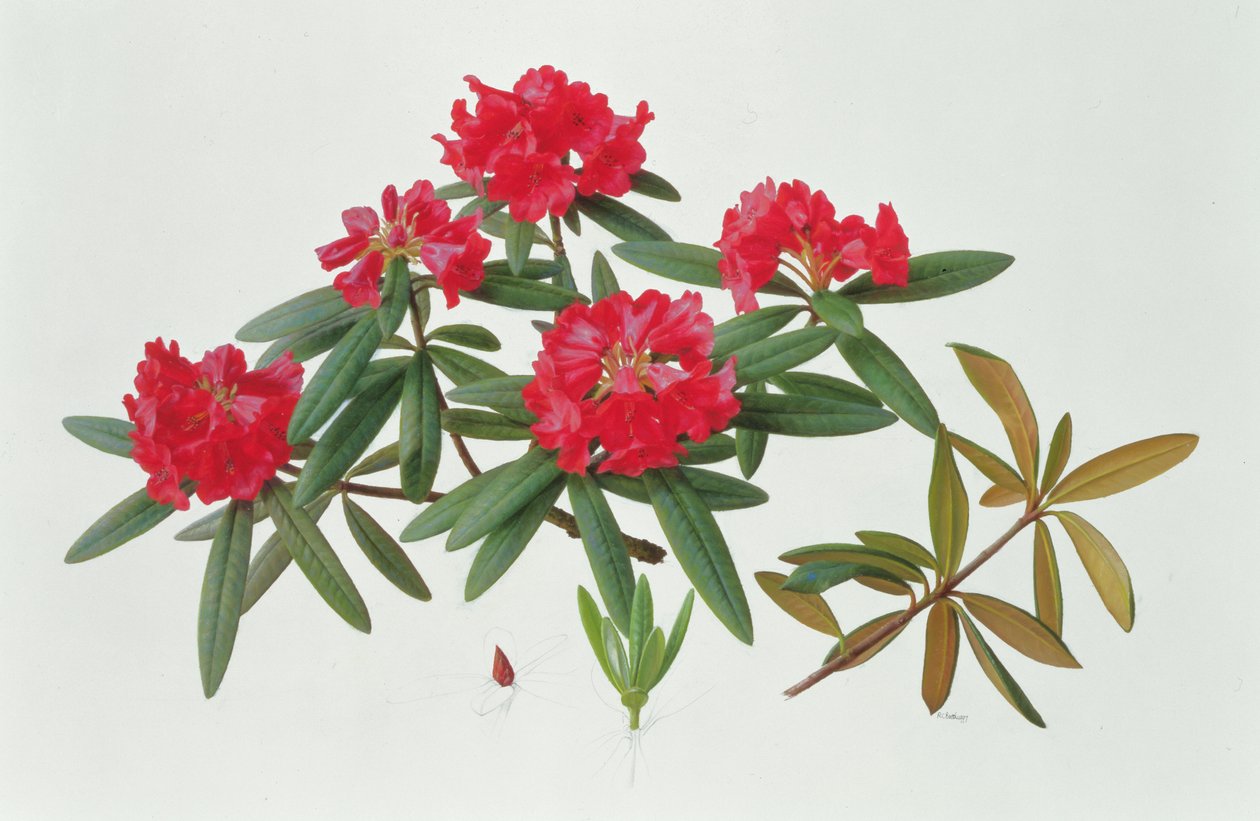 Rhododendron Microgynum av Raymond Booth