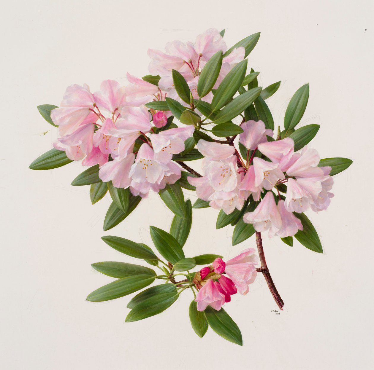 Rhododendron maculiferum anwheiense av Raymond Booth