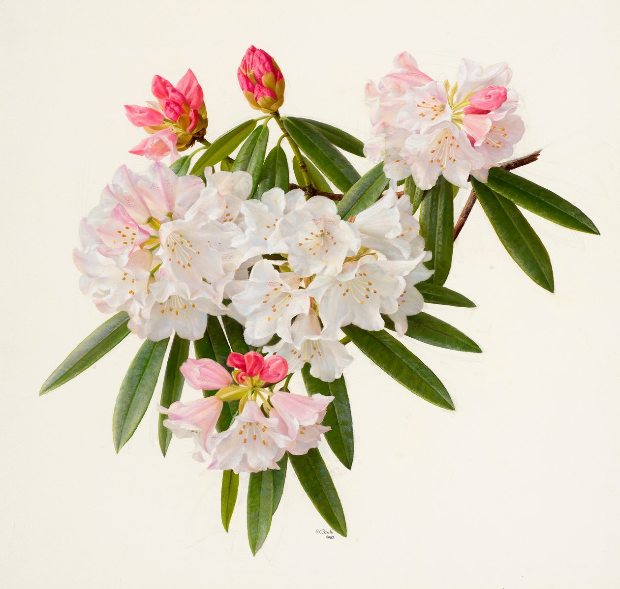 Rhododendron morii (olja på papper) av Raymond Booth