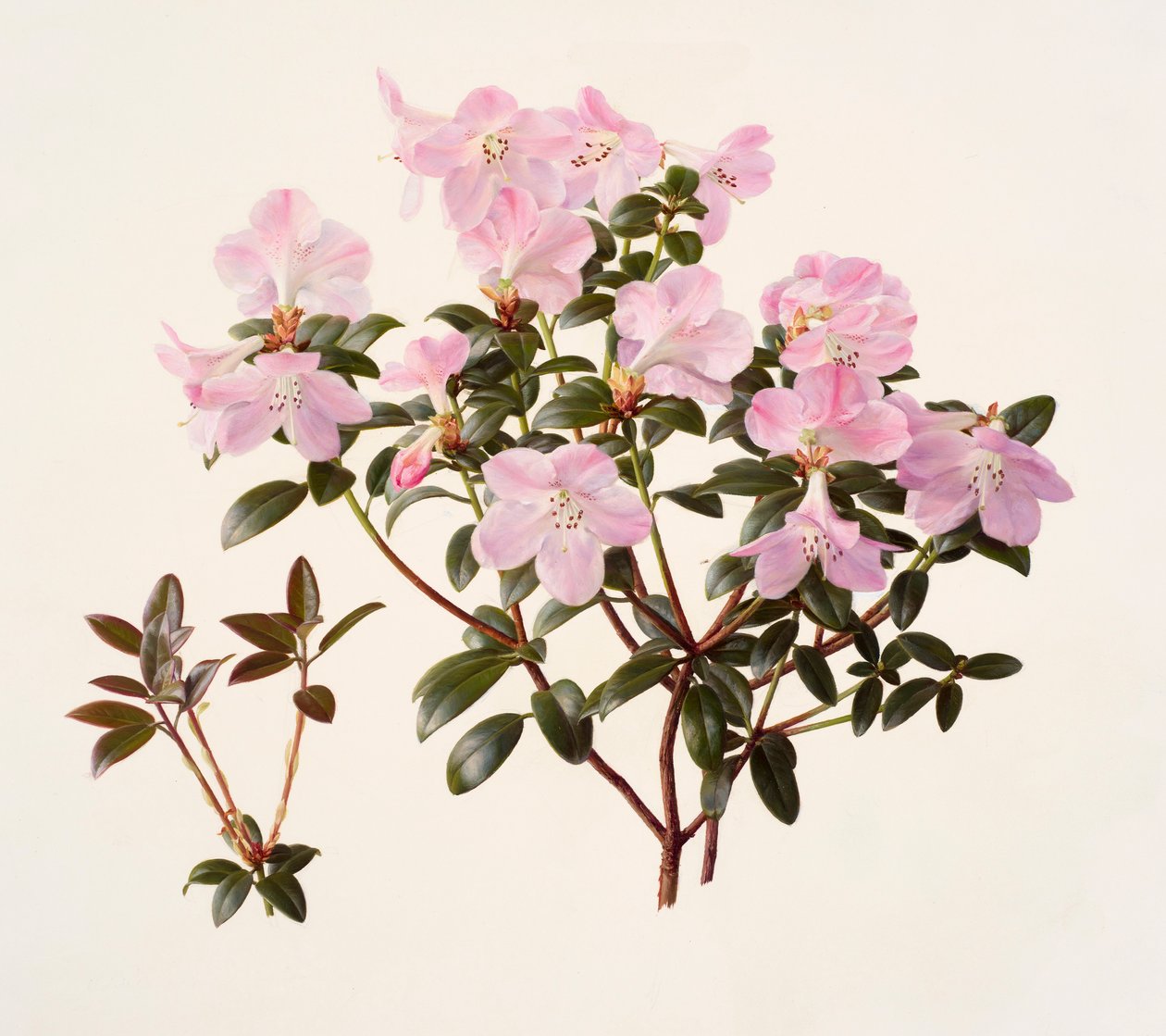 Rhododendron moupinense rosa-blommande (olja på papper) av Raymond Booth