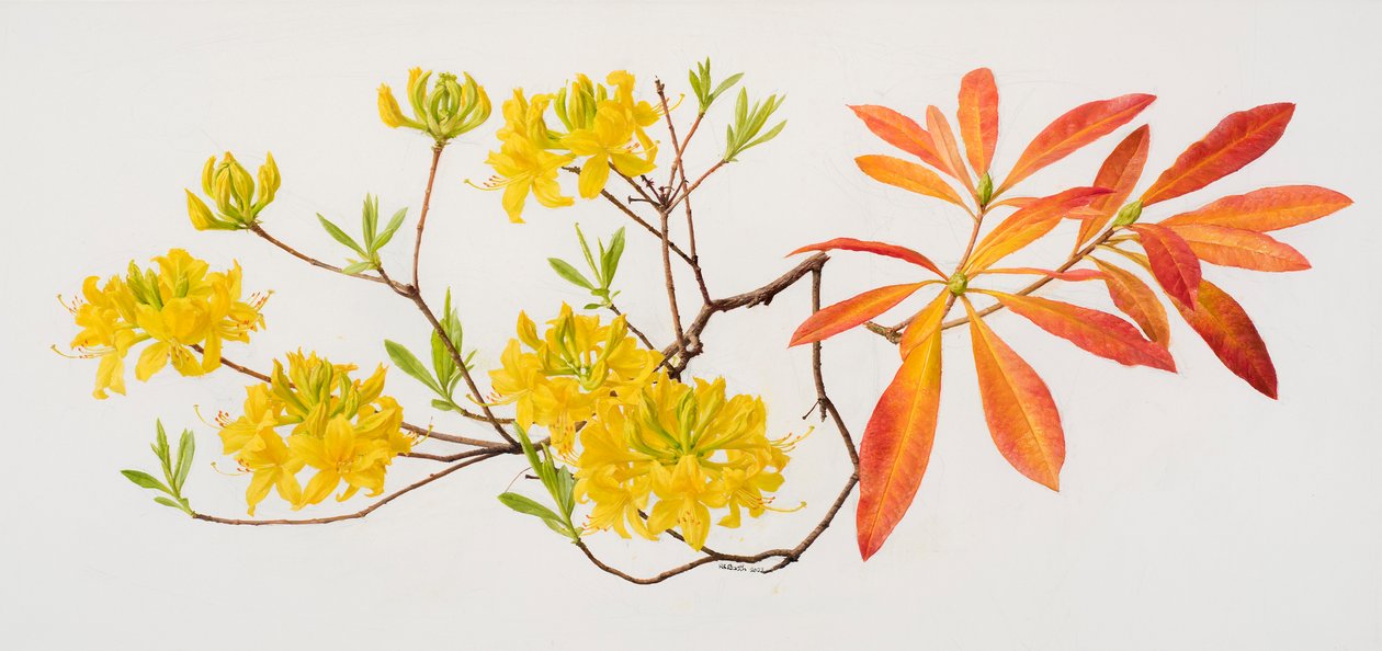 Rhododendron uteum (olja på papper) av Raymond Booth
