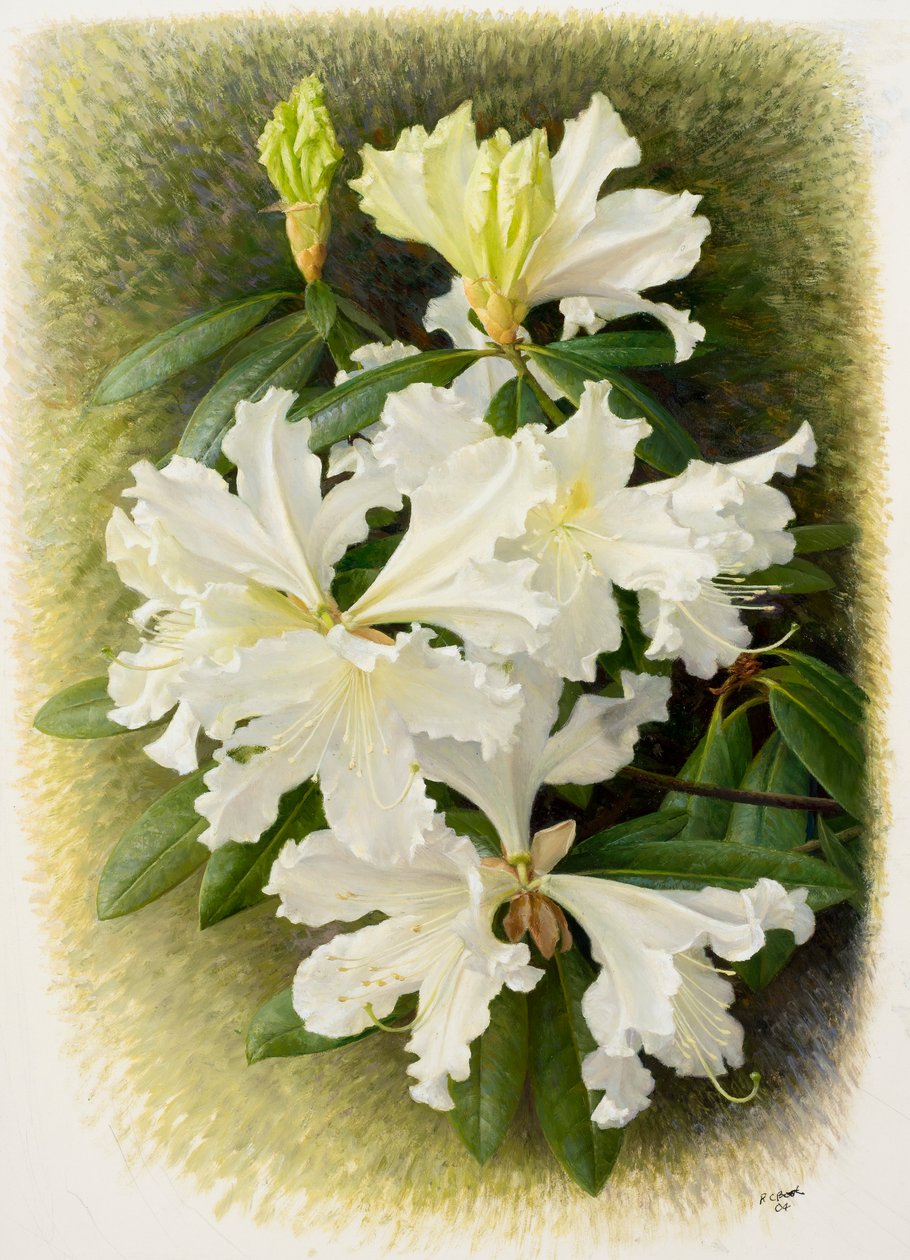 Rhododendron veitchianum, 2004 (olja på papper) av Raymond Booth