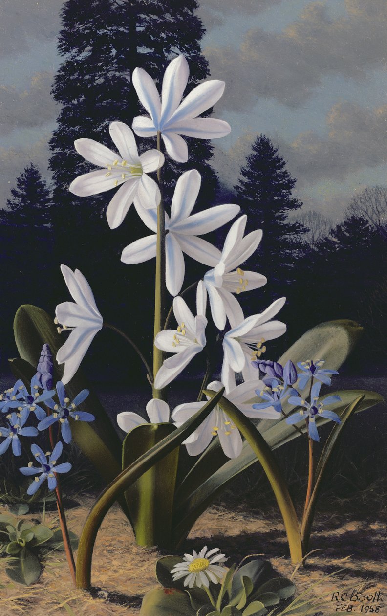 Scillas (olja på pannå) av Raymond Booth