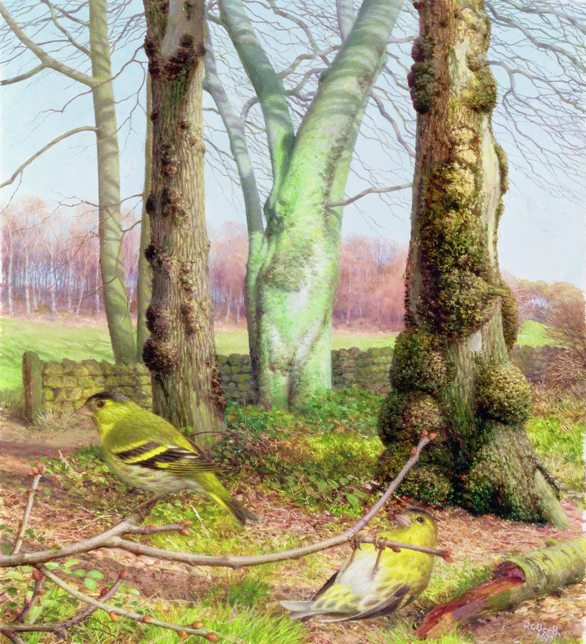 Siskin en morgon i mars av Raymond Booth
